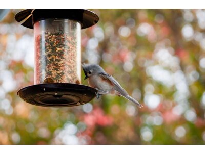 Кормушки для птиц