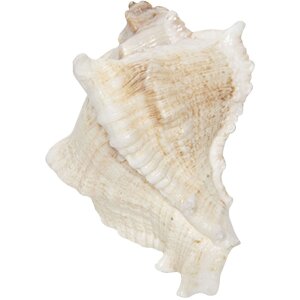 Clayre & Eef 64183 Buton de ușă Ceramic alb 7x6 cm...