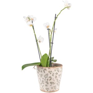 Clayre & Eef 6CE1545L Decorațiune Ghiveci de flori Ø 17x16 cm Verde - Bej