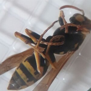 Lupa Byomic BYO-BK0245 2x mărire 45mm diametru