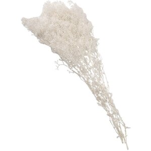 Clayre & Eef 5DF0043 Getrocknete Blumen Weiß 8x4x60 cm