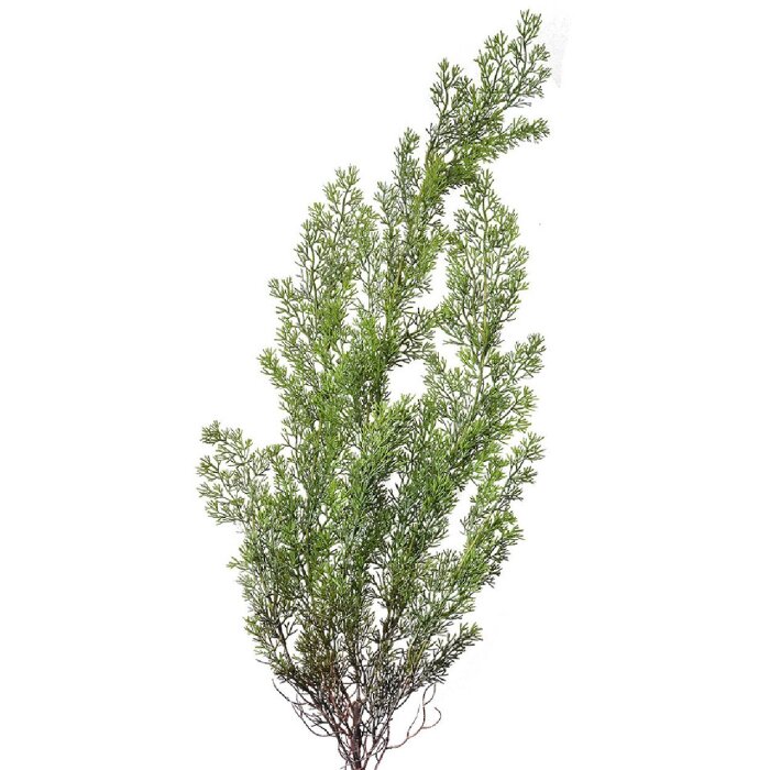 Clayre & Eef 5PL0087 Decorațiune ramură de chiparos 10x10x100 cm