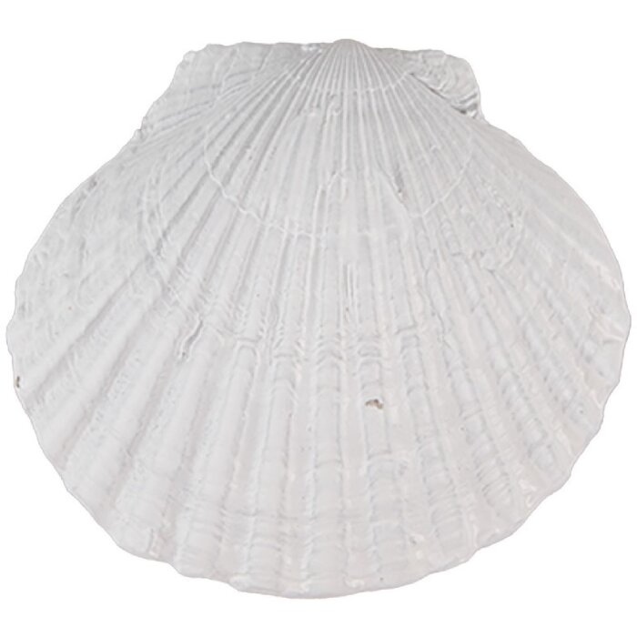 Clayre & Eef 65734 Türknauf Muschel Weiß Polyresin 6x4x6 cm Vintage Stil