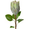 Clayre & Eef Floare artificială 6PL0389GR Verde 65 cm Protea Plastic