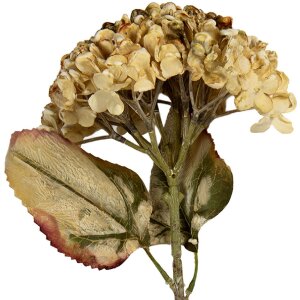 Ramură decorativă Clayre & Eef cu flori 15x15x47 cm...