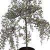 Clayre & Eef 50847 Dekoration Baum 40x40x85 cm Grün-Braun