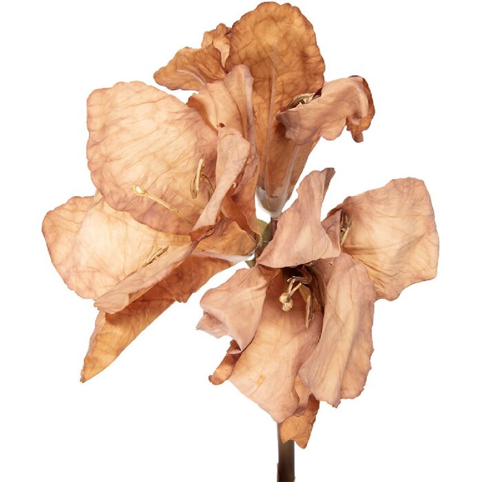 Flori artificiale Clayre & Eef 5PL0264BE maro 16x16x65 cm
