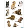 HERMA Sticker Süße Hunde 3432 Hunderassen 3 Bögen 9x16 cm selbstklebend